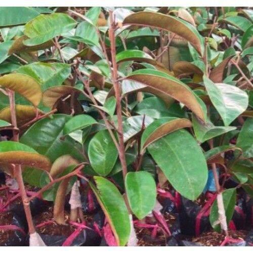Combo 2 Cây Giống Vú Sữa Mica Vỏ Mỏng, Chịu Mặn Tốt