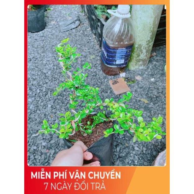 Cây Sam Núi Bonsai