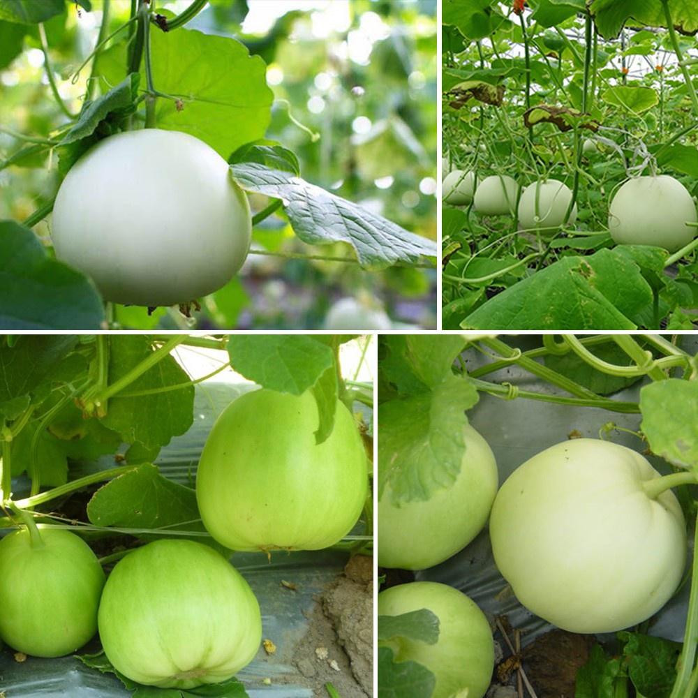 Combo 4 gói Hạt giống Dưa lê siêu ngọt -gói 10 hạt/tặng kèm gói phân bón lót