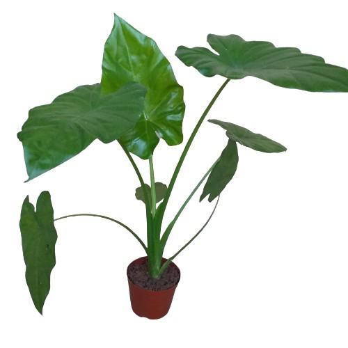 Cây Ráy Môn Cảnh Lá Siêu To 981SP 946sp