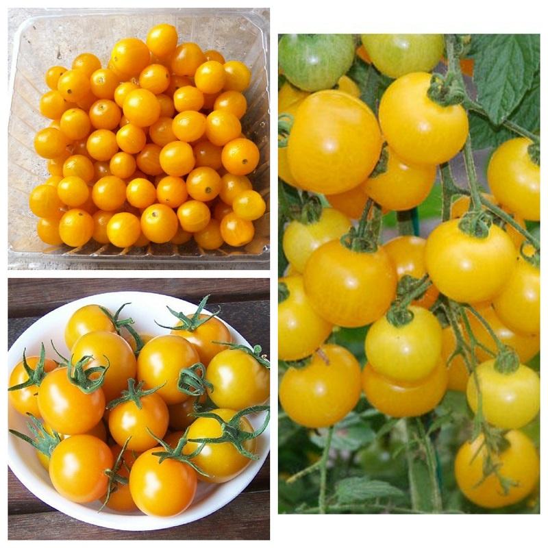 Hạt giống cà chua bi lùn vàng dể trồng f1-gói 20 hạt-tặng kèm gói phân bón lót