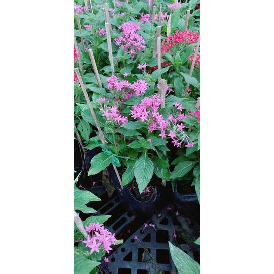 Hoa Diễm Châu Màu Tím