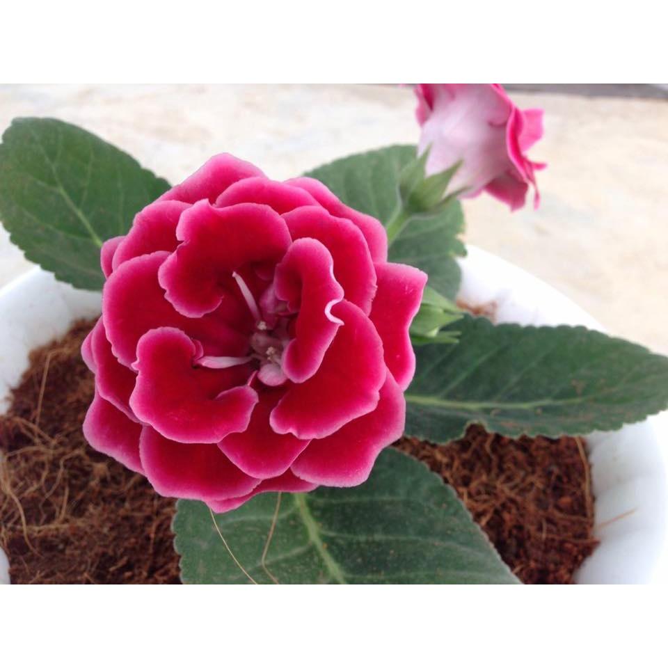 Hạt Giống Hoa Tử Lan Lan Mix Màu-Gói 5 hạt