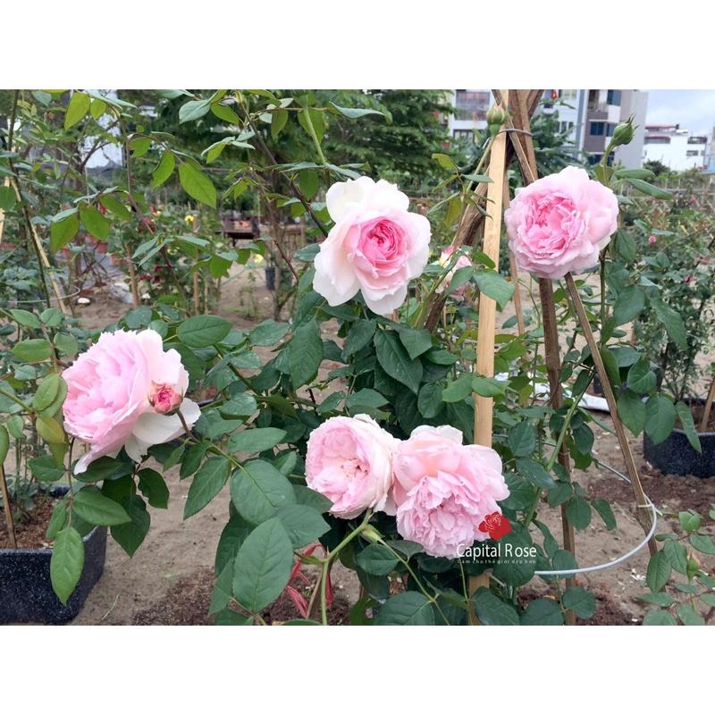 Chậu hoa hồng The Wedgood Rose - hồng leo, hoa thơm