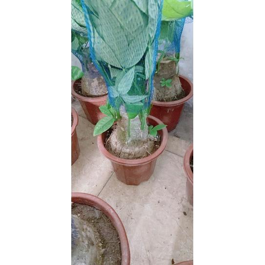 Kim Ngân Gốc 12-14cm