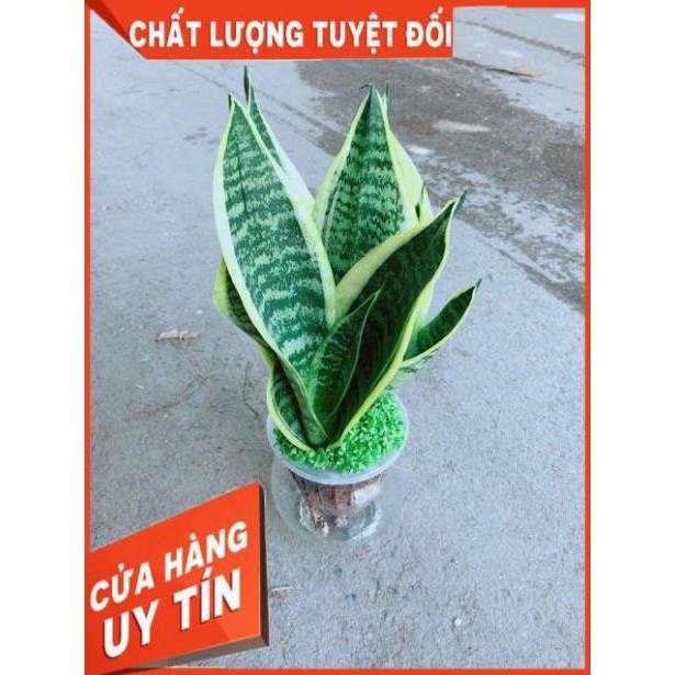 Chậu Lưỡi Hổ Thuỷ Sinh