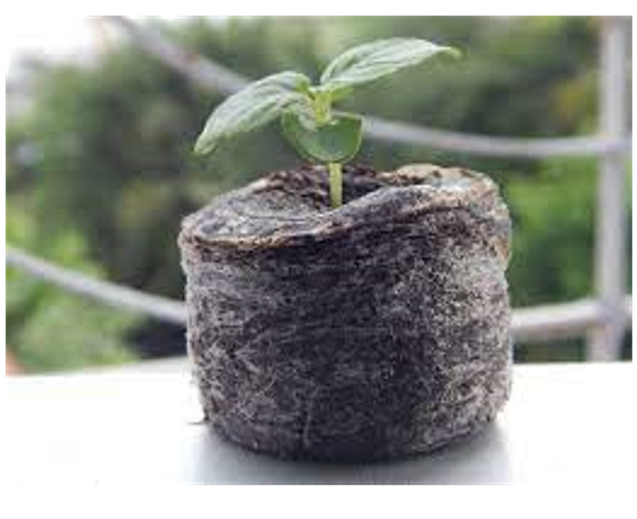 Viên sơ dừa ươm hạt giống