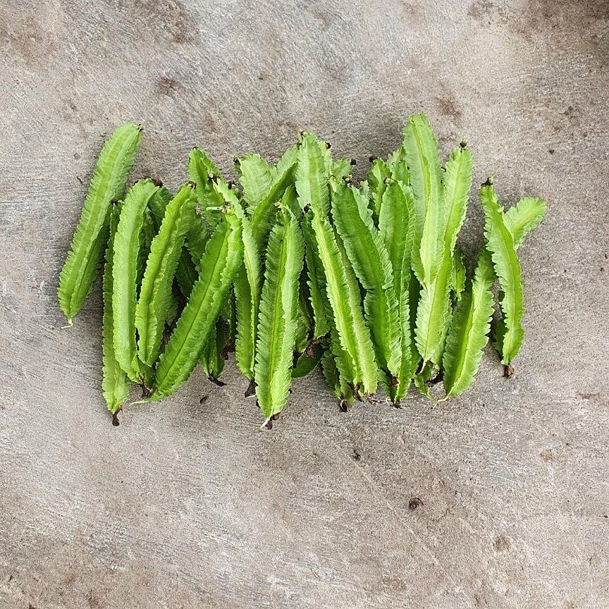 Hạt giống Đậu Rồng Rado 754 gói 10gr - DỄ TRỒNG