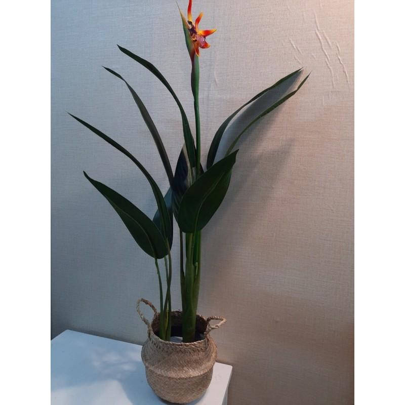 Cây thiên điểu giả