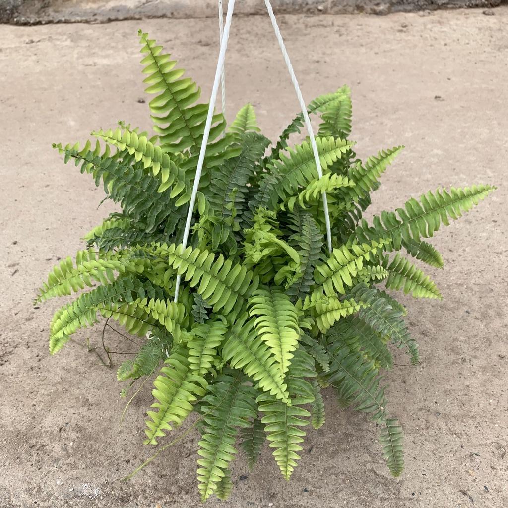 Chậu dương xỉ treo bán kính 30-35cm, cây nhiều thân nhánh cực xum xuê, chậu cây cảnh treo ban công, sân vườn