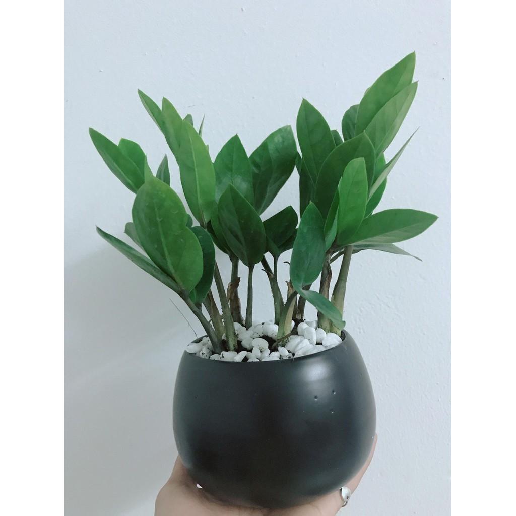 Chậu kim tiền thái Bán Chạy