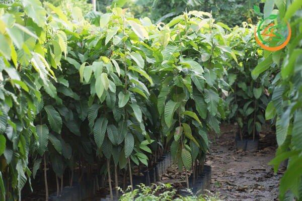 Cây giống Cây Dầu Ráii f1 thuần chủng