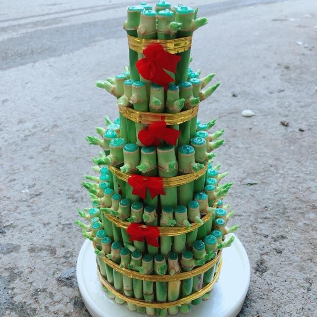 Cây Trúc Phát Tài Kèm Dĩa