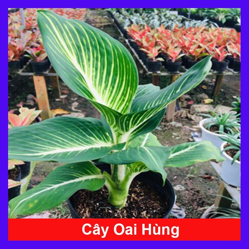 Cây Oai Hùng - Cây cảnh văn phòng + Tặng phân bón cho cây