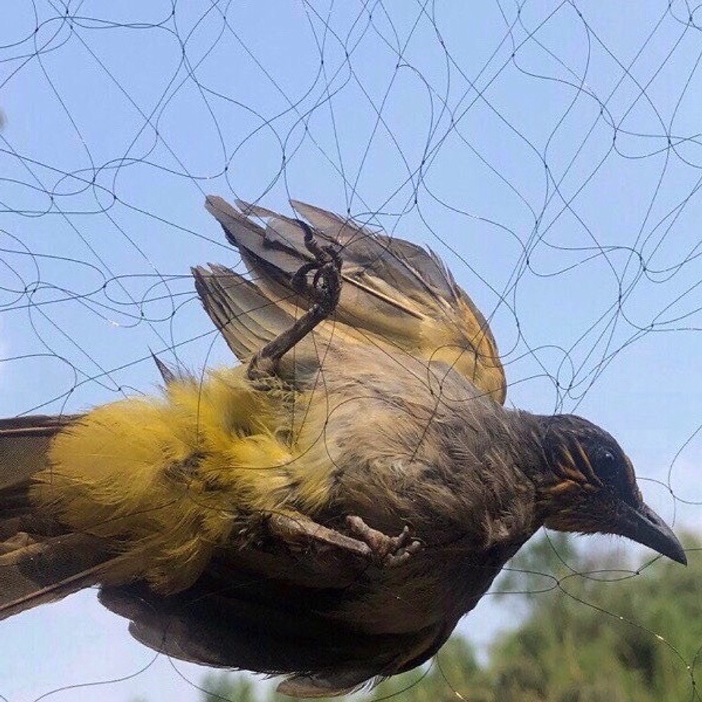 Lưới bẫy chim, lưới tàng hình mắt lưới 6cm cao 5m