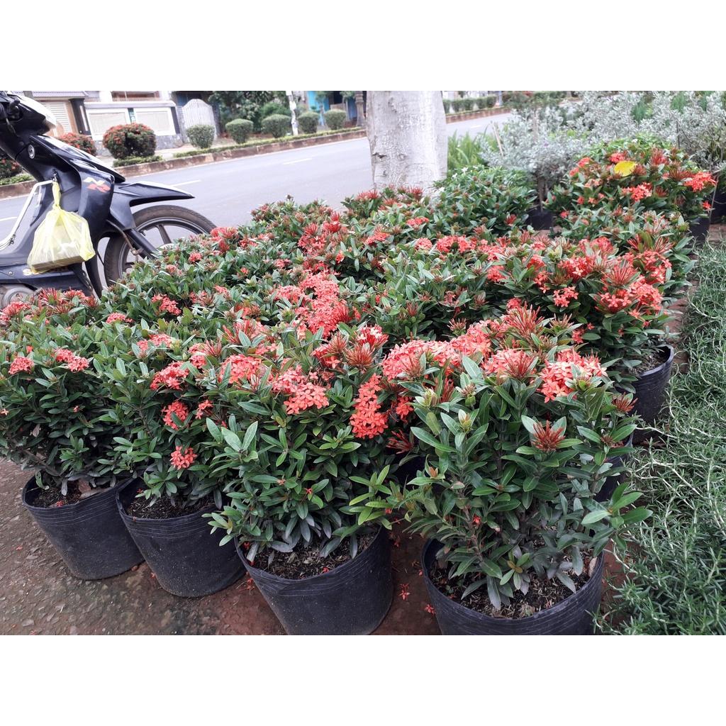 CÂY giống TRANG - HOA MẪU ĐƠN *