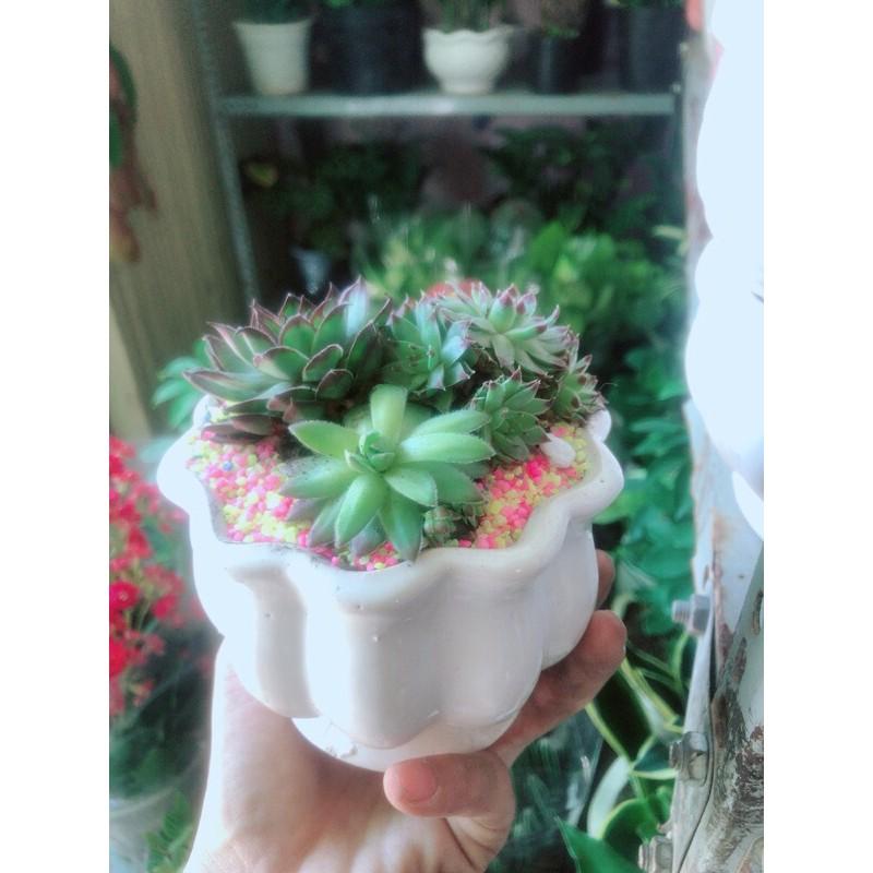 Chậu Sen Đá Phật Bà