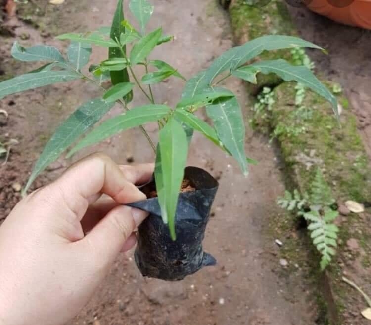 Hạt giống bồ hòn Huna'shome 50 hạt