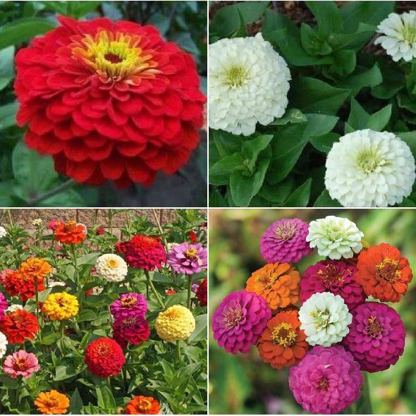 Hạt giống hoa cúc lá nhám mix màu - 50 hạt/gói
