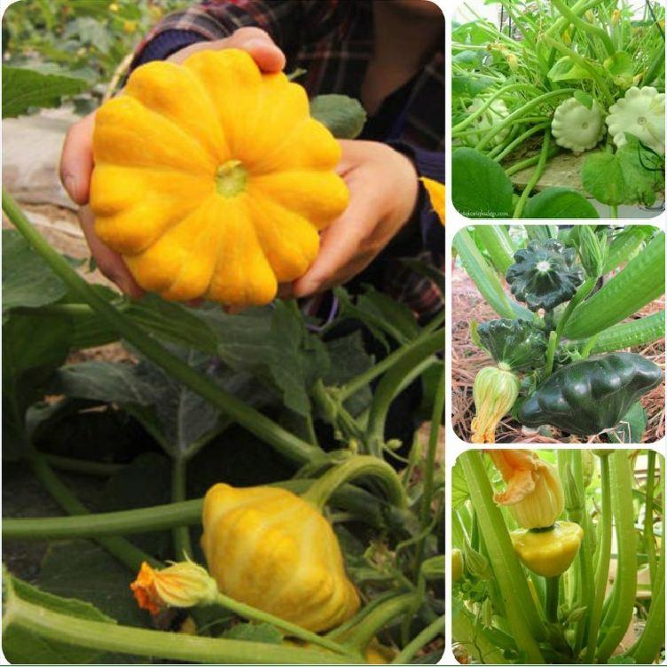 Hạt Giống Bí Đĩa Bay nhiều màu -gói 10 Hạt