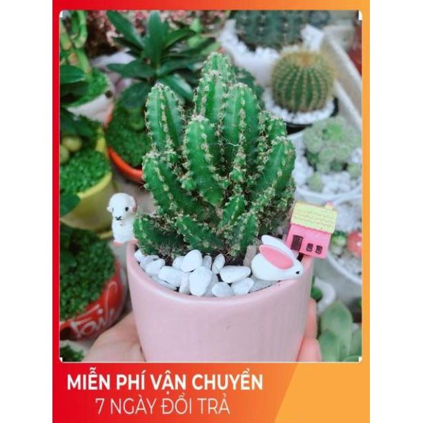 Chậu Xương Rồng Thanh Sơn