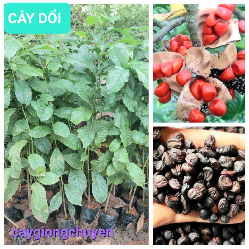 CÂY DỔI