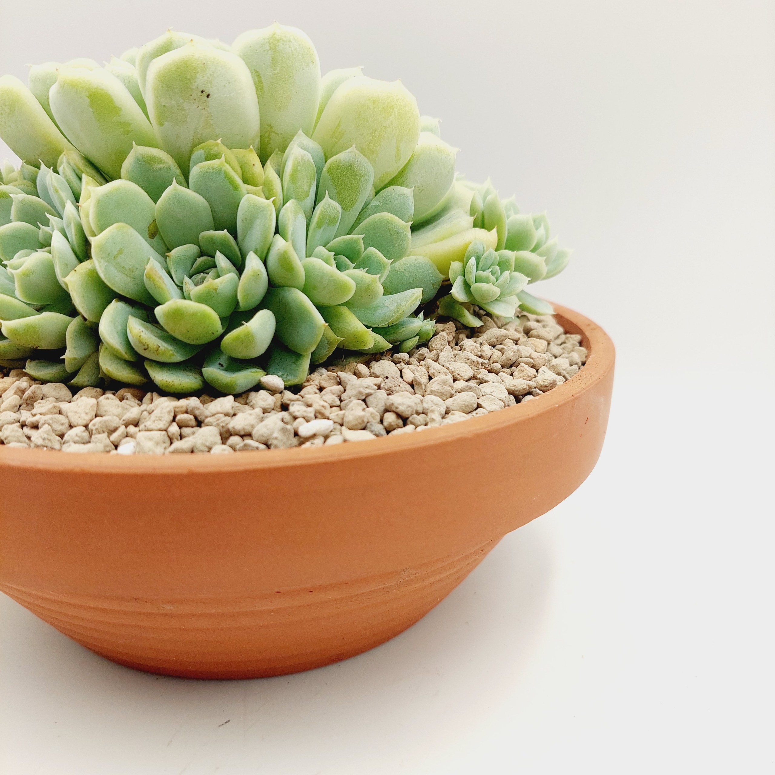 Chậu đất nung, chậu sen đá - Thau 2075, miệng chậu 20cm, chiều cao 7.5cm