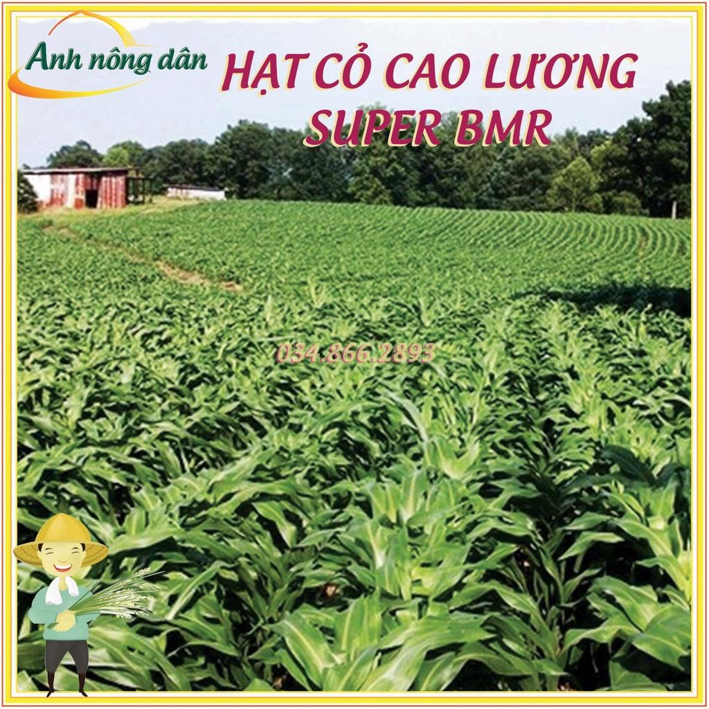 50 gam Hạt giống cỏ cao lương Super BMR - hạt giống cỏ lai sudan Super BMR