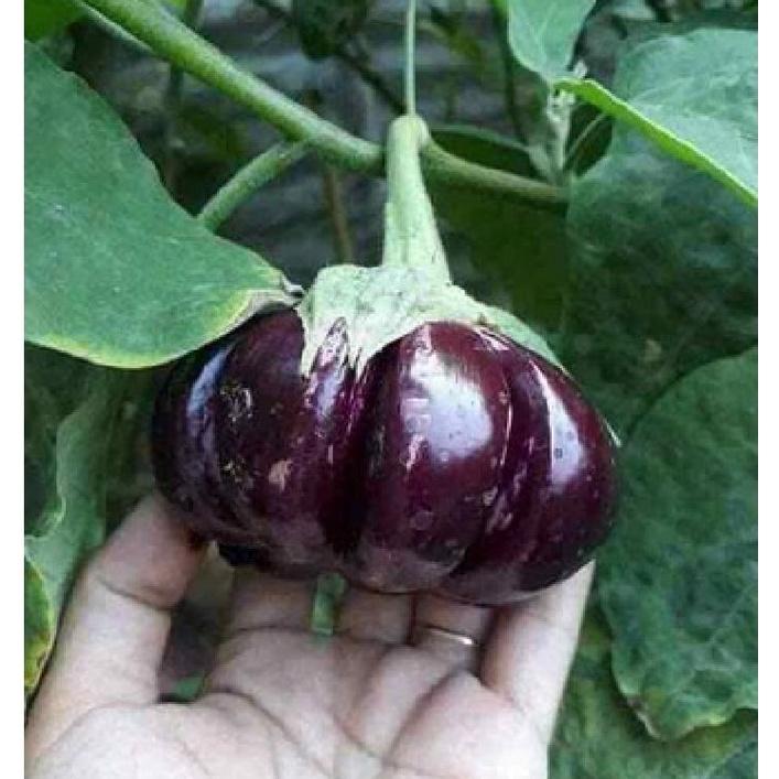 Hạt giống cà tím khía trái to,hạt giống tốt-gói 2 gram-tặng kèm gói phân bón lót