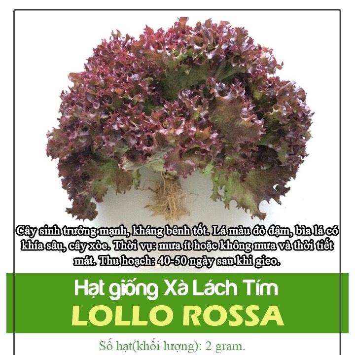 Hạt giống RD xà lách tím Lollo Rossa gói 2gr