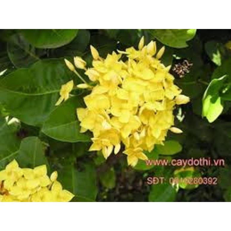 Hoa mẫu đơn màu vàng - hàng đang nụ hoặc sắp nụ