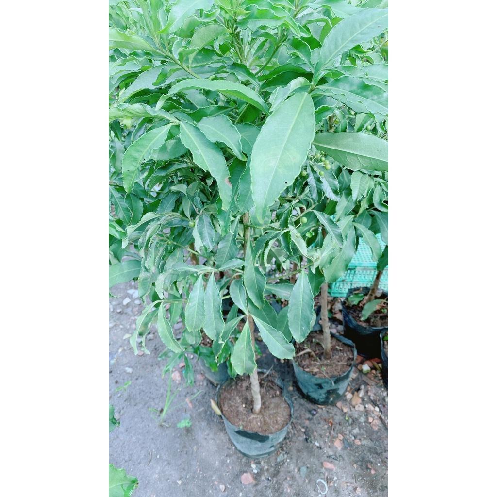 Cây Kim Ngân Lượng