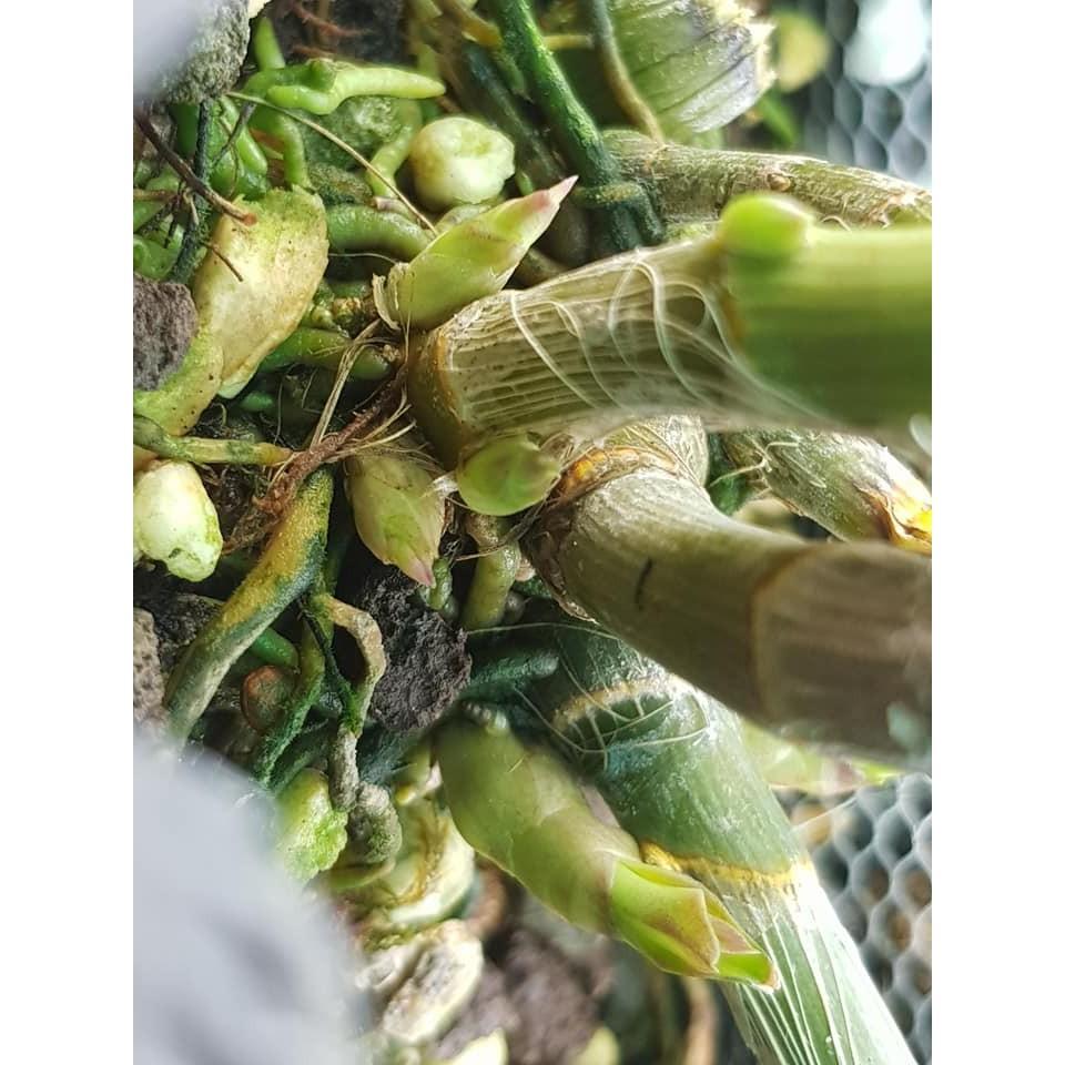 COMBO 3 LỌ Phân Bón AC MASUN +AC ZIMAC +SUPER ROOTS B1 CHAI 100ml