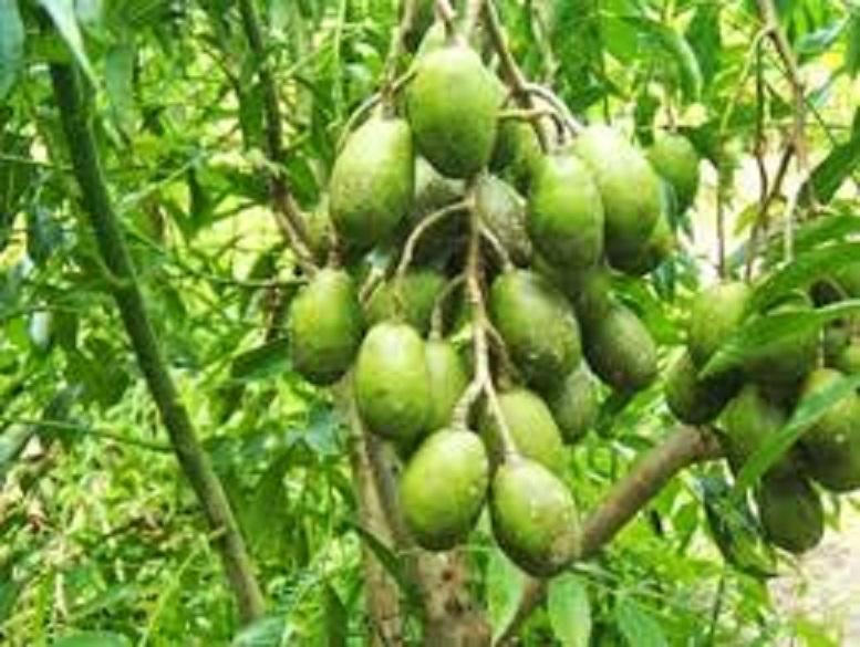 CÂY CÓC THÁI - CÂY LỚN, SIÊU QUẢ