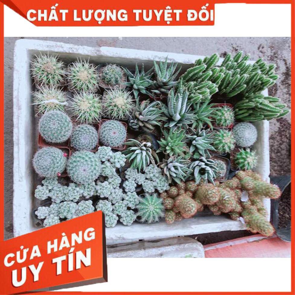 Xương rồng thanh sơn Nhiều Người Mua