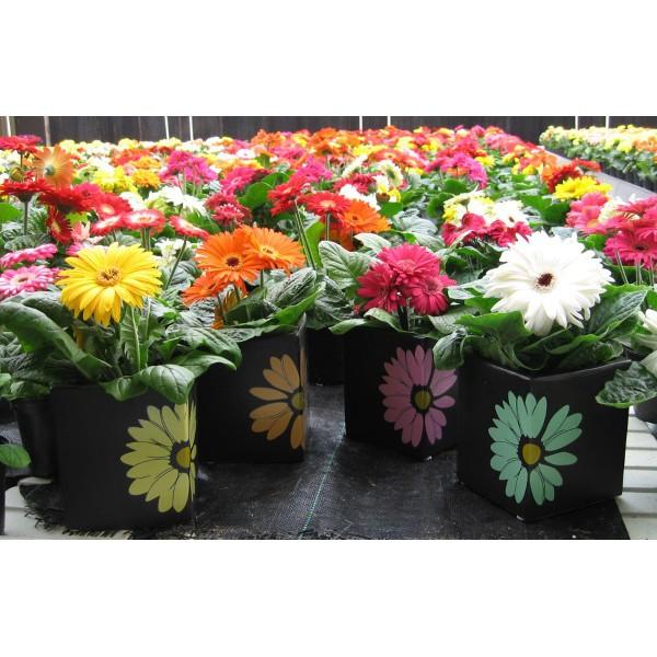 Hạt giống HOA ĐỒNG TIỀN MIX MÀU CHẤT LƯỢNG CAO
