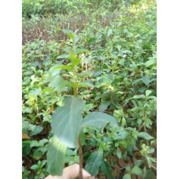 Cây tường vi