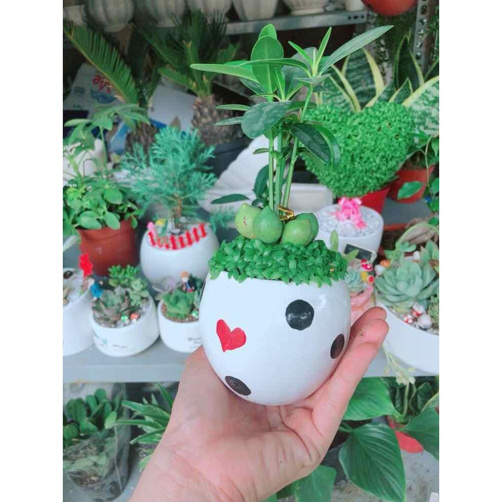 Chậu cây may mắn Bán Chạy