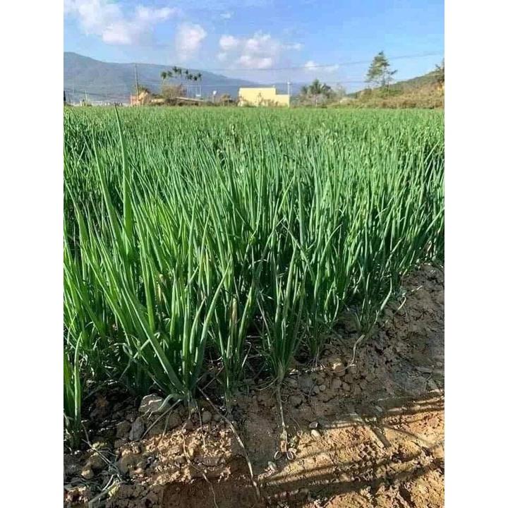 HẠT GIỐNG HÀNH HƯƠNG HÀNH TA THƠM SIÊU ĐẺ NHÁNH