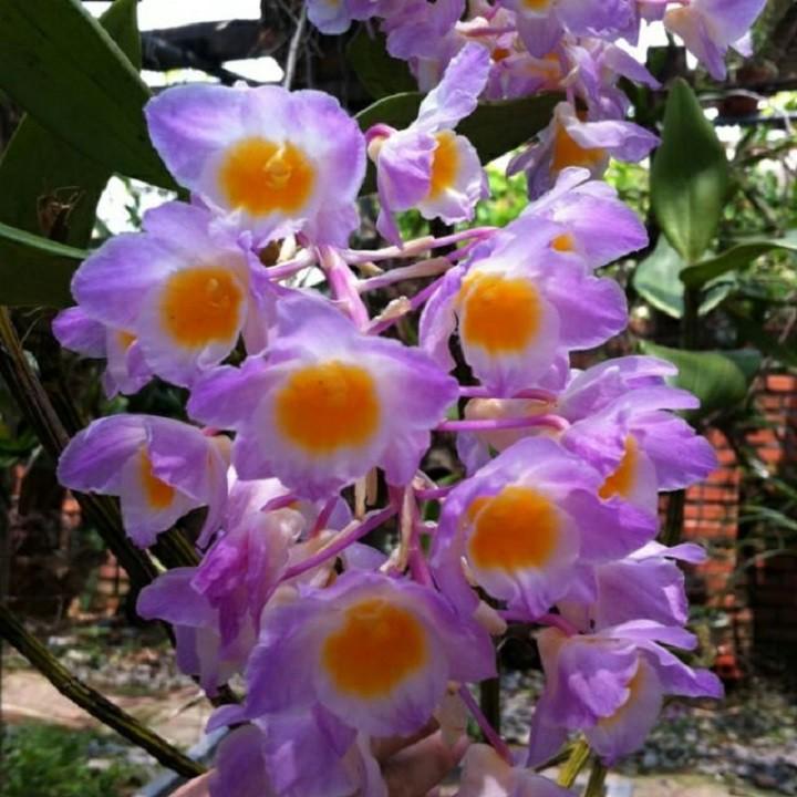 CHẬU LAN KIỀU TÍM, KIỀU HỒNG ,DÒNG LAN THỦY TIÊN - CHẬU TRỒNG THUẦN SIÊU ĐẸP