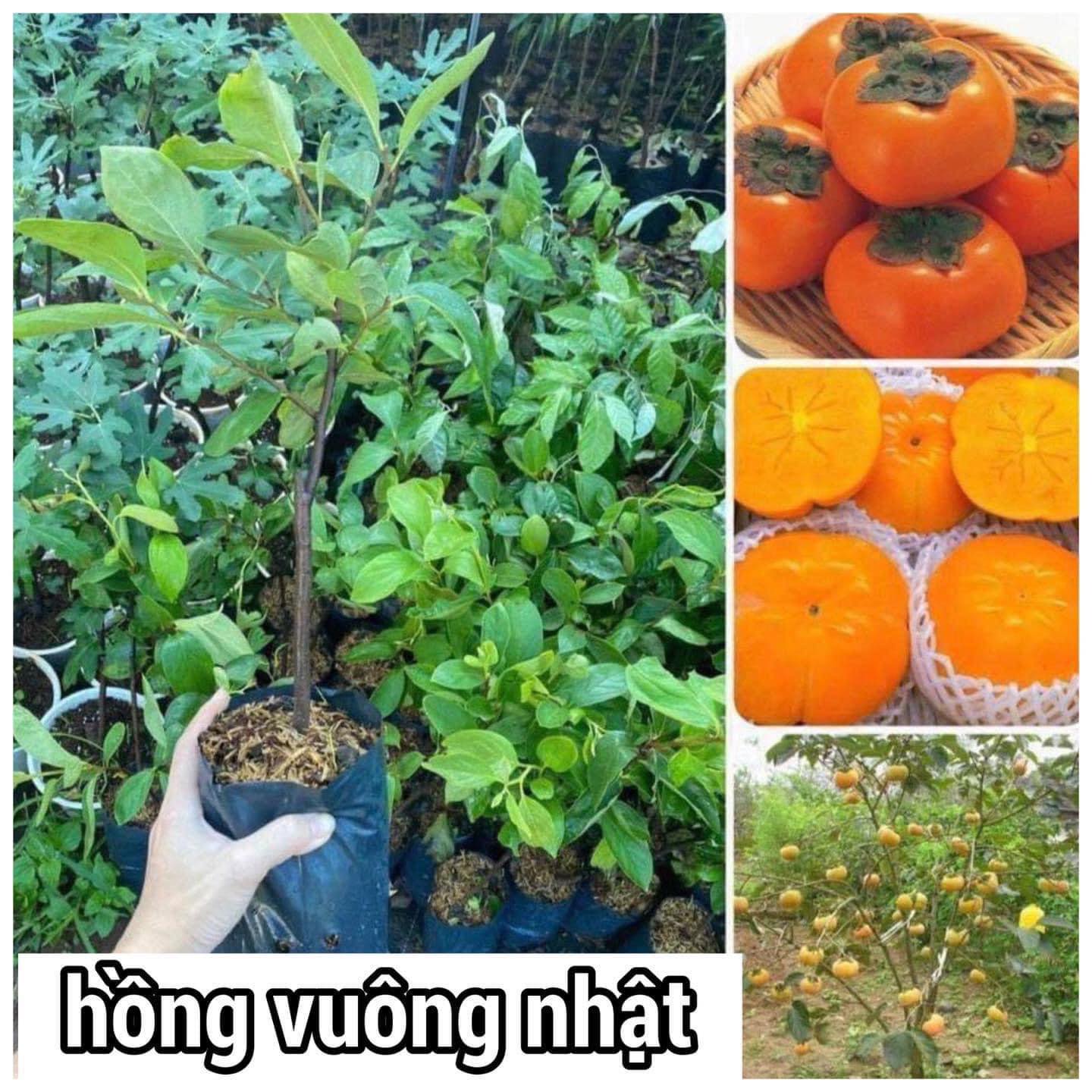 Cây hồng giòn không hạt nhật bản cao 60-70cm