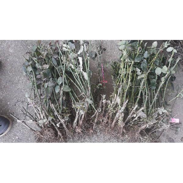 Combo 03 Gốc Hồng Bụi F1 Rễ Trần