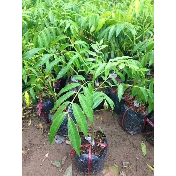 Cây giống cóc lùn Thái, cây dáng lùn cho trái sớm, năng suất cao, quả to, thơm hơn giống cóc ta