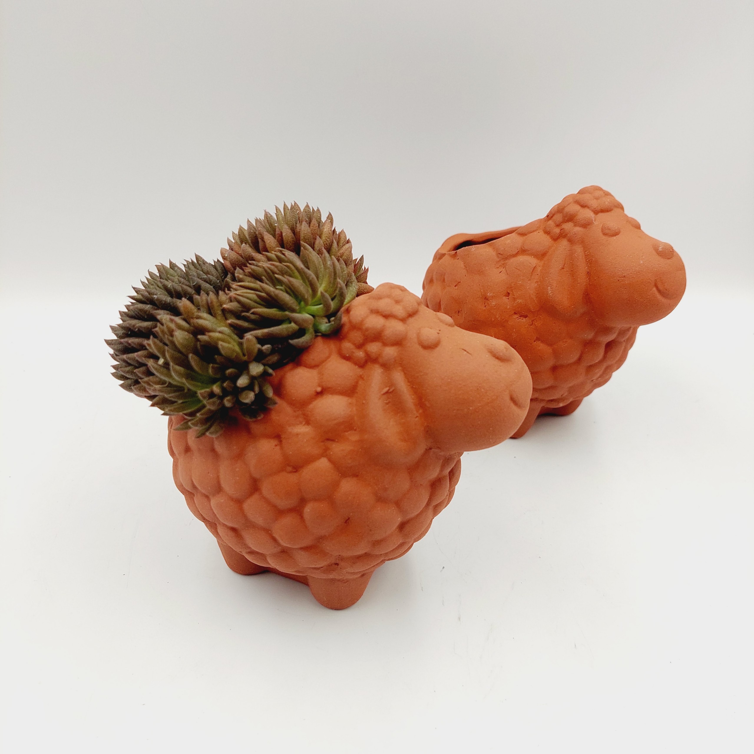 Chậu đất nung, chậu sen đá - Cừu nhi đồng, miệng chậu 7cm, chiều cao 12cm
