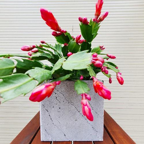 Chậu trồng cây ban công, sân thượng bằng đá tự nhiên thân thiện môi trường