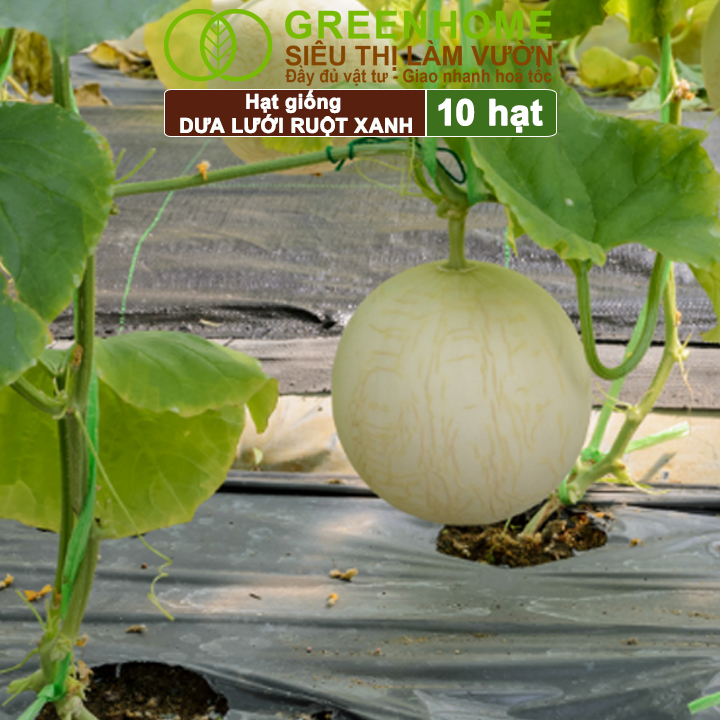 Hạt Giống Dưa Lưới Ruột Xanh Lai F1 Greenhome, Gói 10 Hạt, Dễ Trồng Quanh Năm, Nảy Mầm Cao, T28
