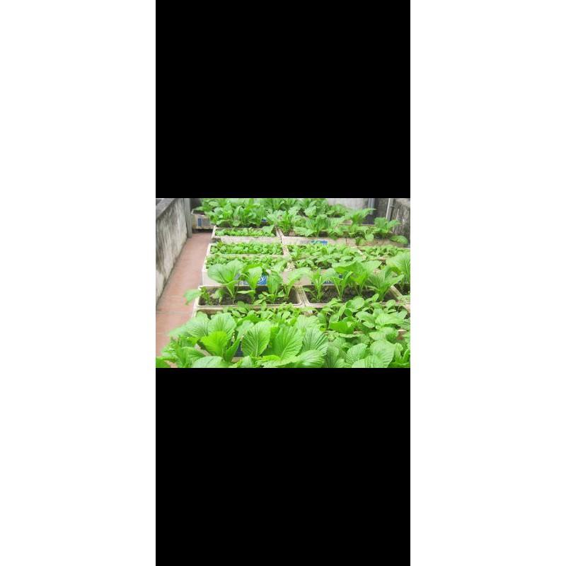 Hạt giống cải xanh ăn non gói 20g