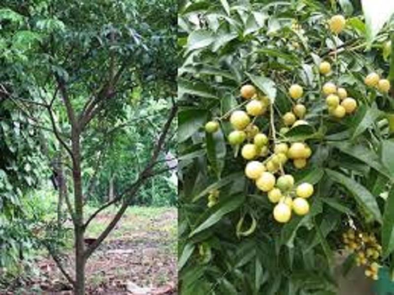 Cây mắc mật