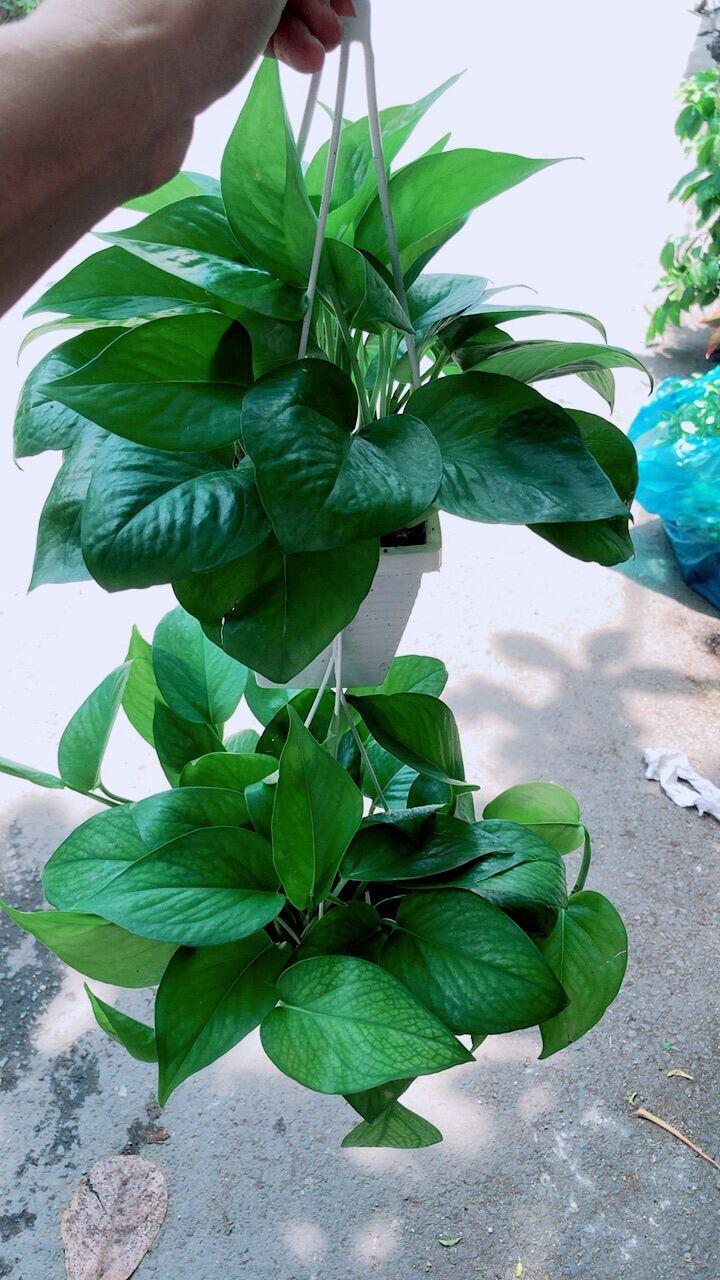 Chậu Cây Trầu Bà Thái