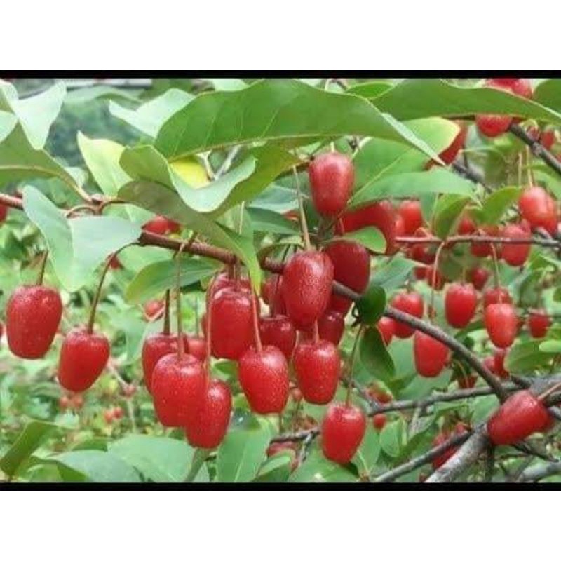 CÂY GIỐNG NHÓT NGỌT CHERRY SIÊU SỚM